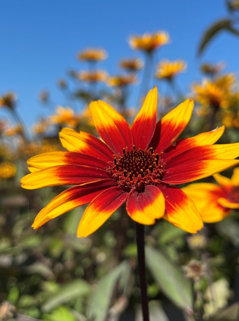 Heliopsis ‘Burning Hearts’
