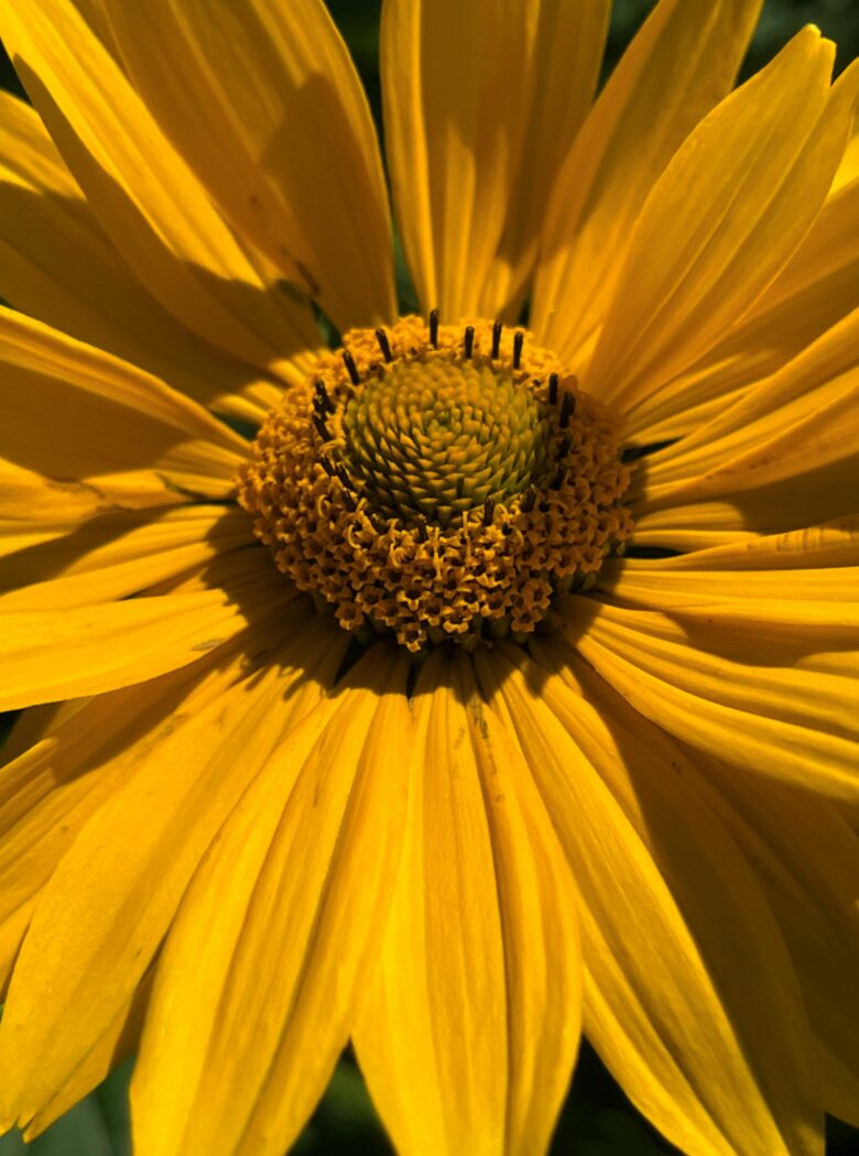 Heliopsis helianthoides var. scabra