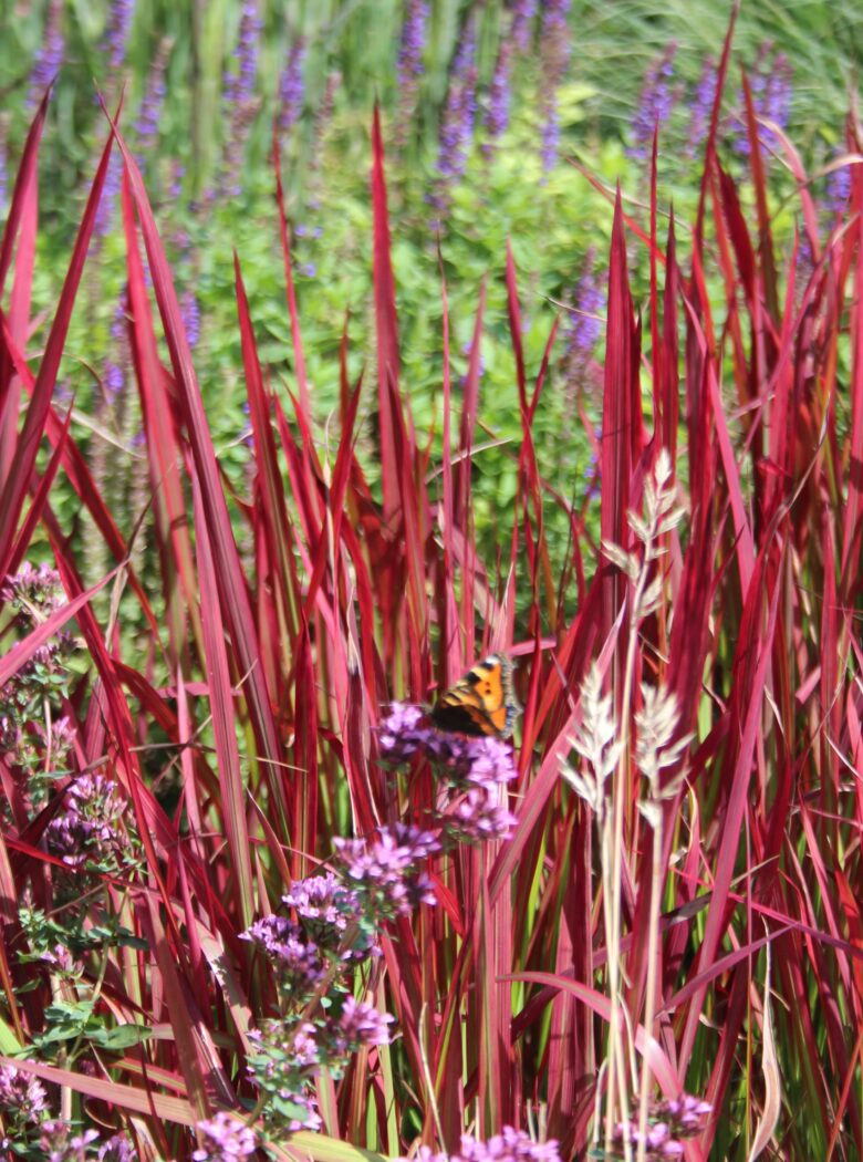 Imperata ‘Red Baron’