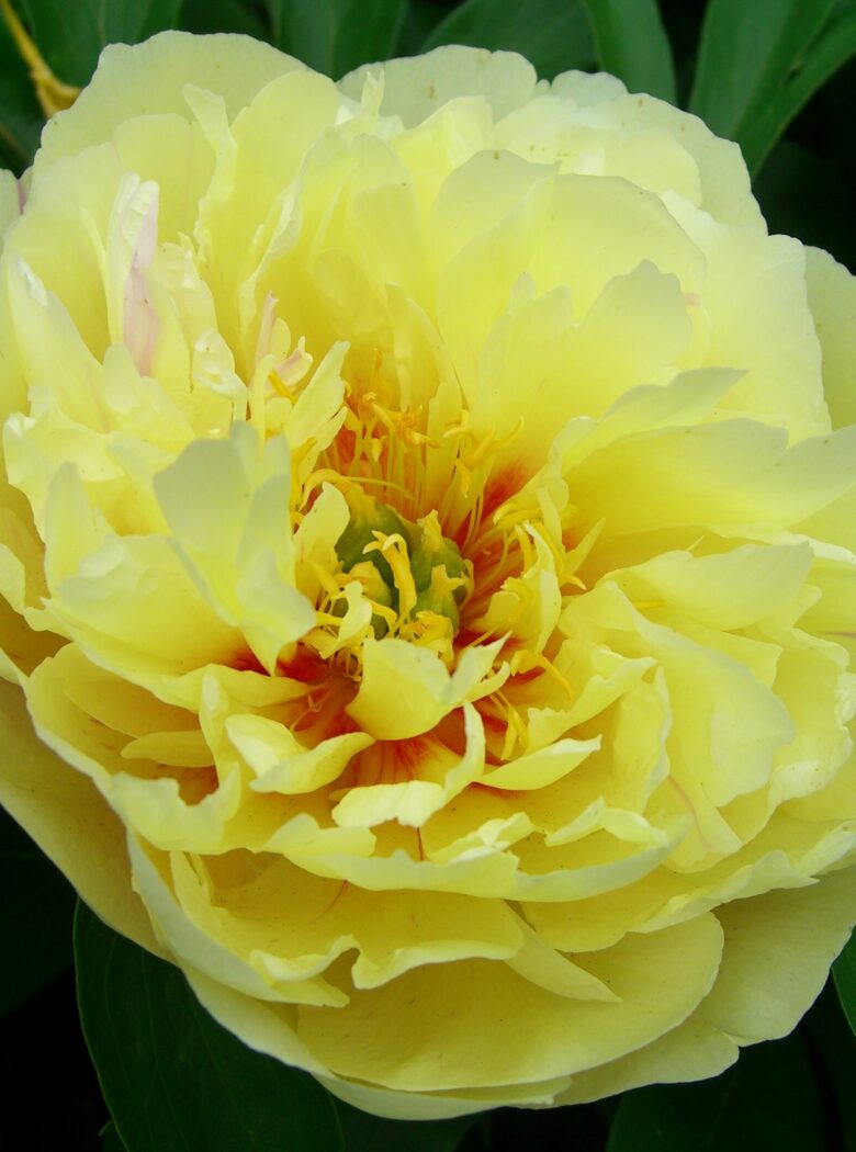 Lemon Dream met zachte gele bloemen en frisgroene bladeren.