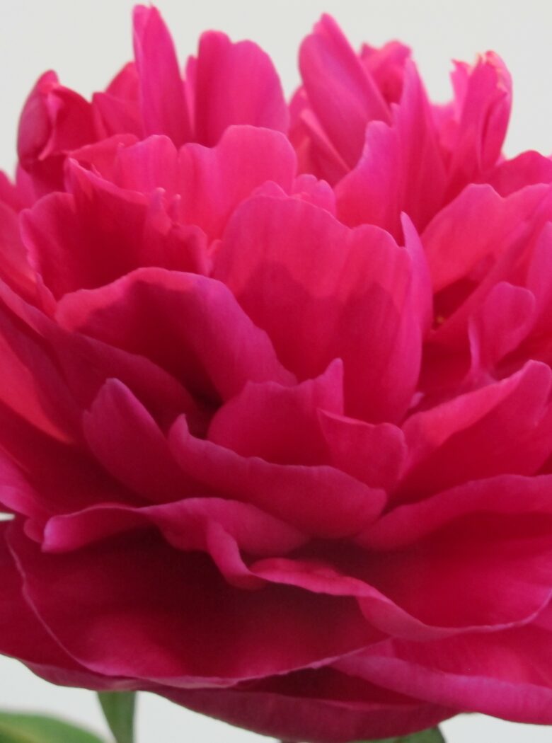 Paeonia Louis van Houtte