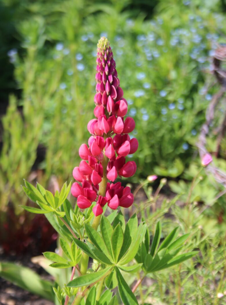 Lupinus ‘The Pages’