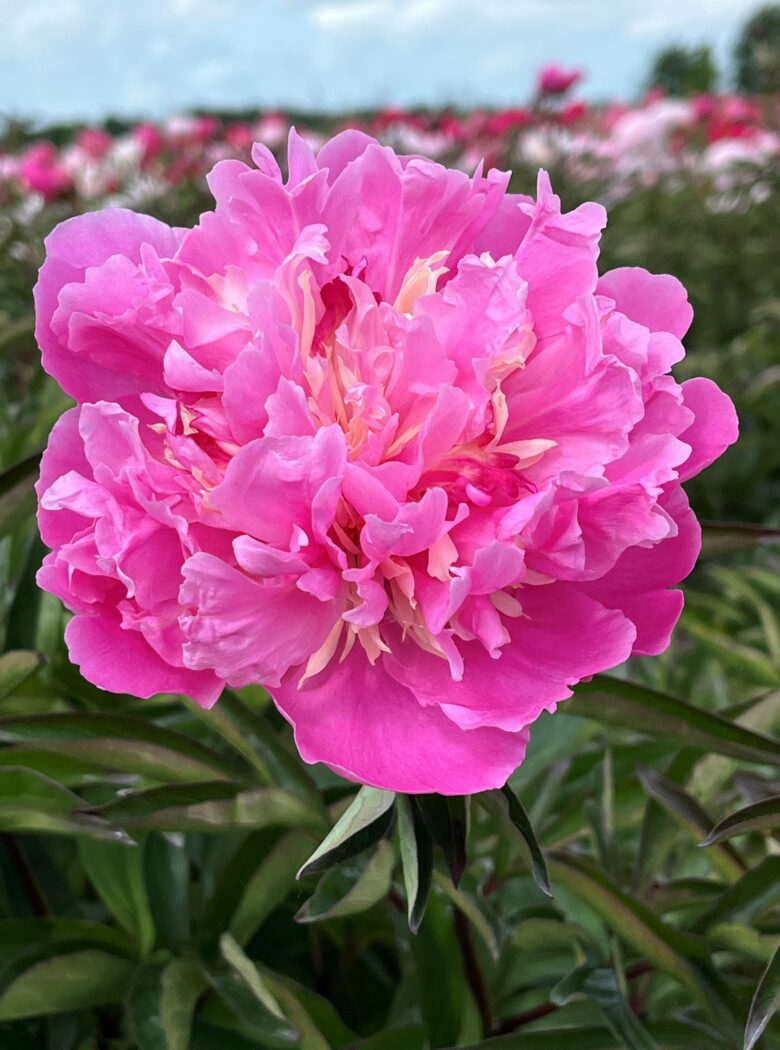 Paeonia ‘Anima’ lactiflora-pioen in bloeiende tuin met zachte roze-witte bloemen