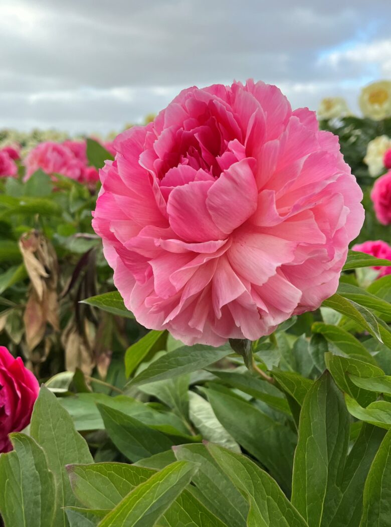 Roze pioenroos in bloei, Bess Bockstoce