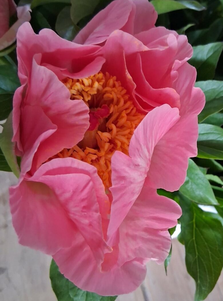 Paeonia Coco Chiffon met zijn roze blad en gele hart
