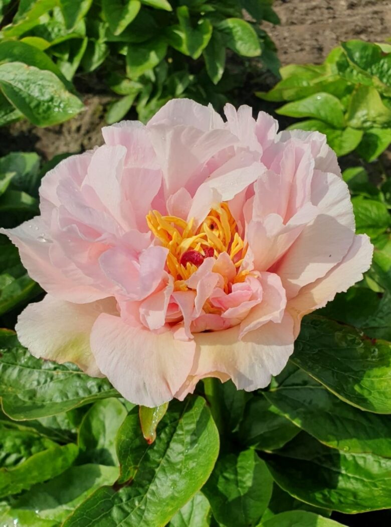 Lullaby Blessings met zachte lavendelkleurige bloemen en frisgroene bladeren.