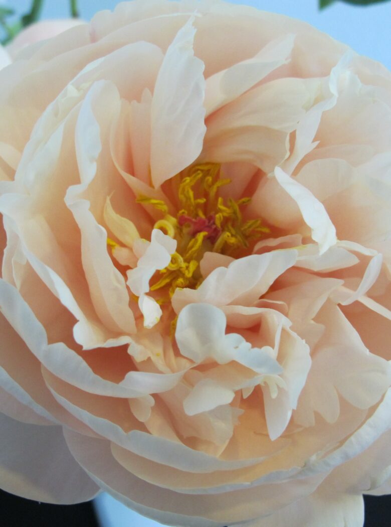 Paeonia Pastelegance