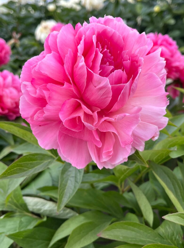 Rose Heart met zachte roze bloemen en frisgroene bladeren.