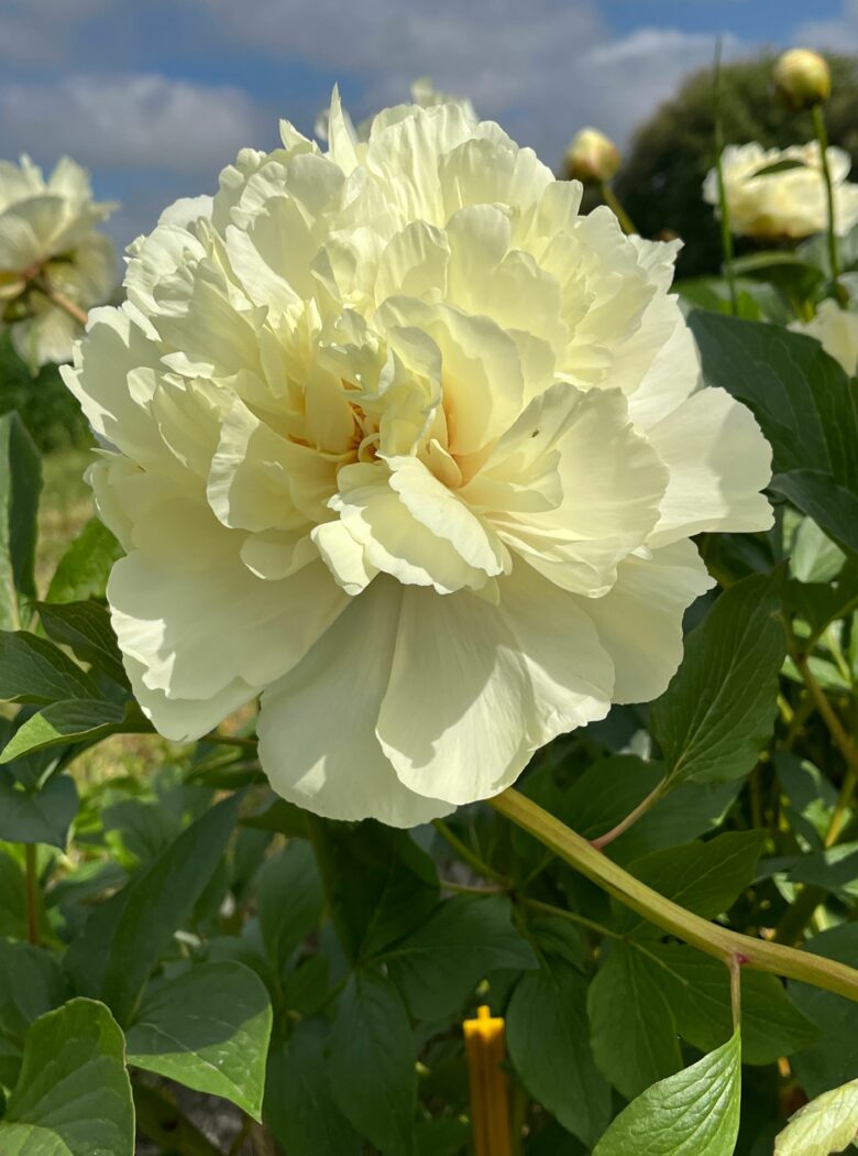 Zachtgele bloemblaadjes van Vanilla Schnapps met groen blad.