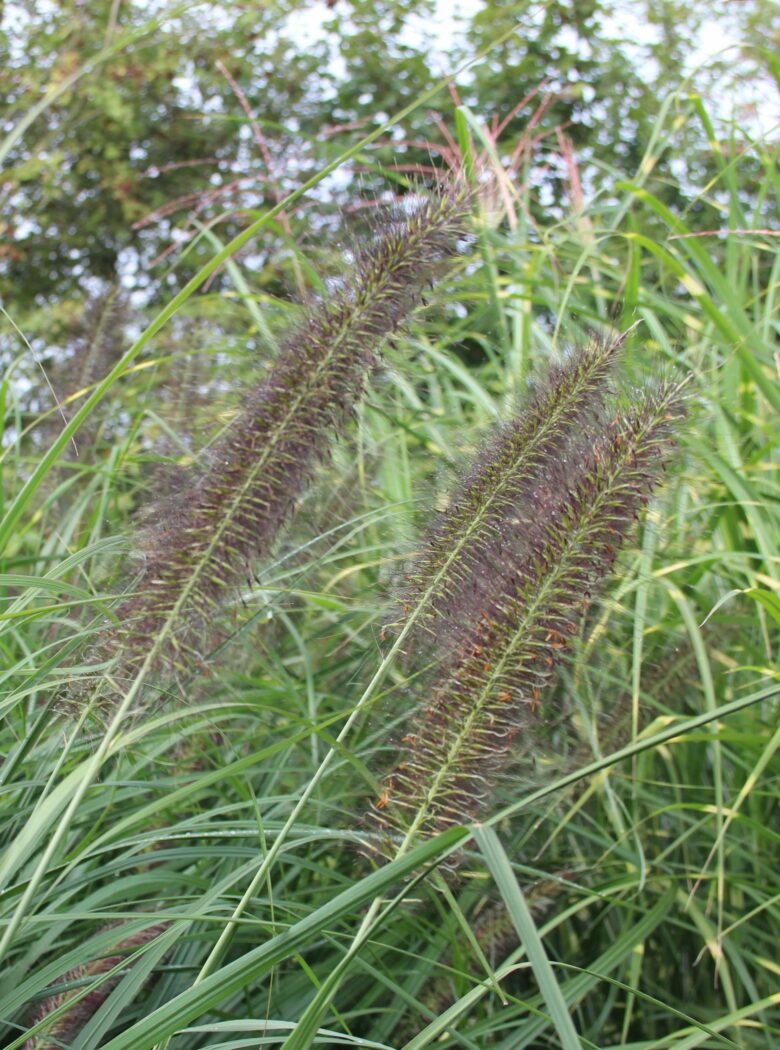 Pennisetum alopecuroides ‘Black Beauty’