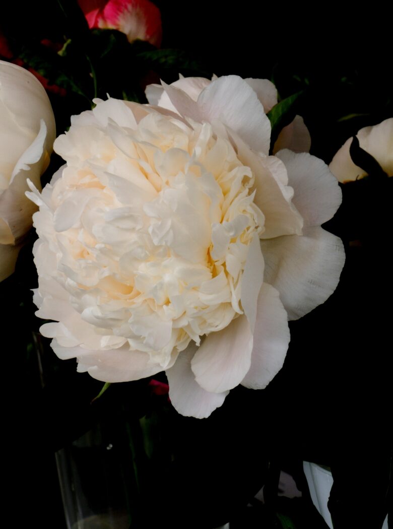 Pioen ‘Princess Bride’ met witte bloemen en zachtroze hart.