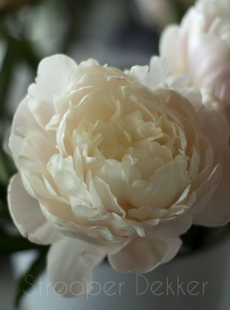 Summer Glow met warme gele bloemen en frisgroene bladeren.