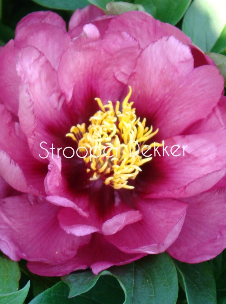 Yankee Doodle Dandy met felrode bloemen en frisgroene bladeren.