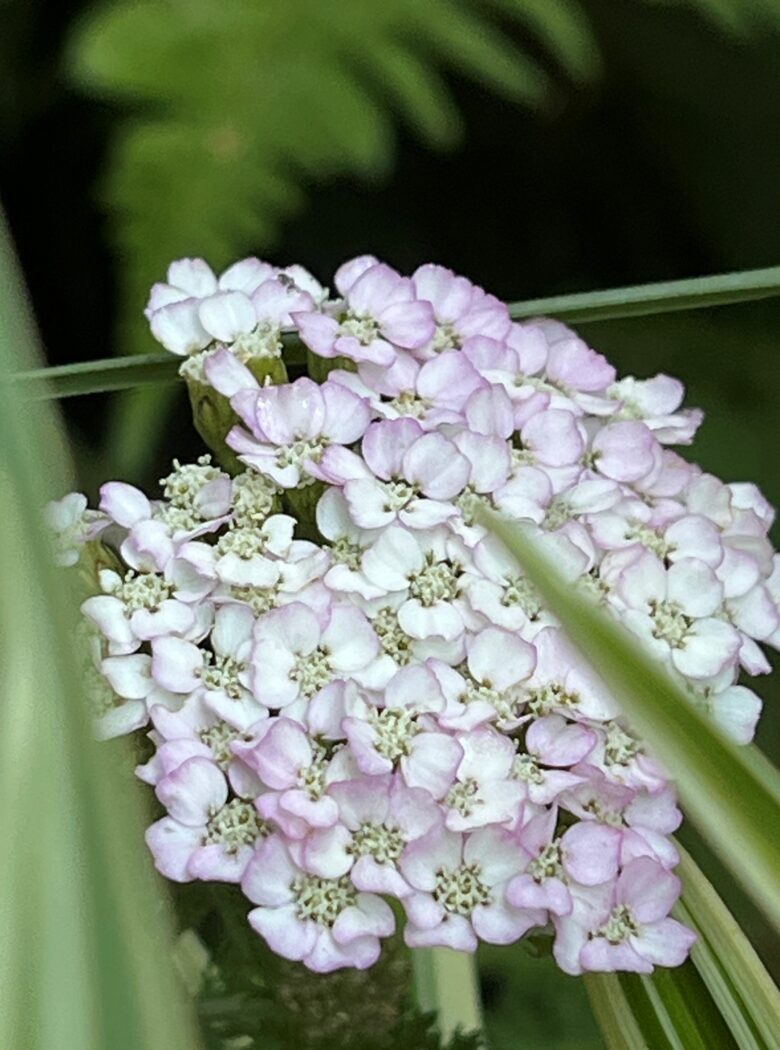 Achillea millefolium Apple Blossom