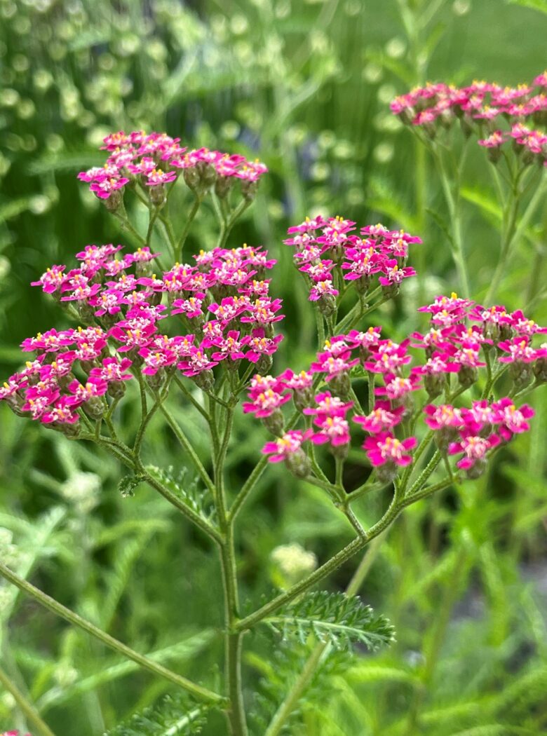 Achillea millefolium ‘Cassis’