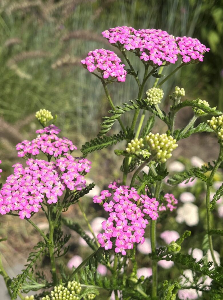 Achillea millefolium ‘Lilac Beauty’