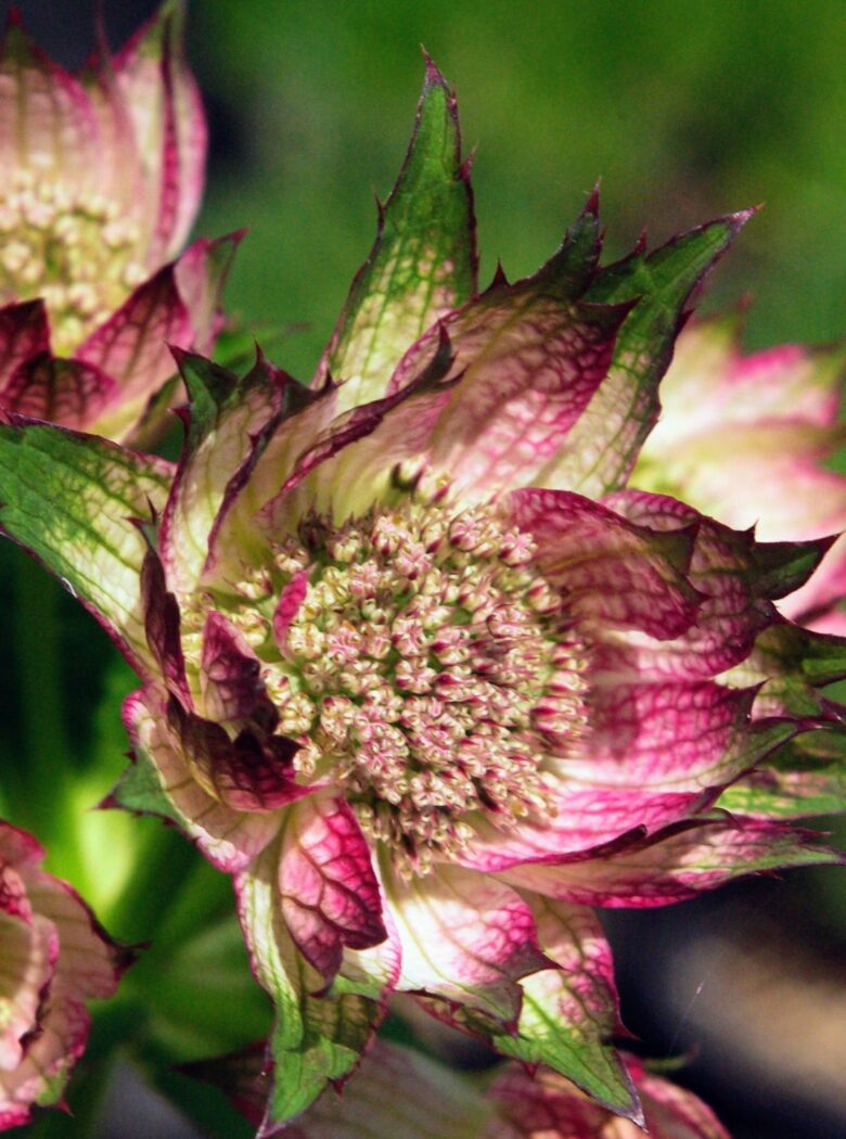 Astrantia major April Love