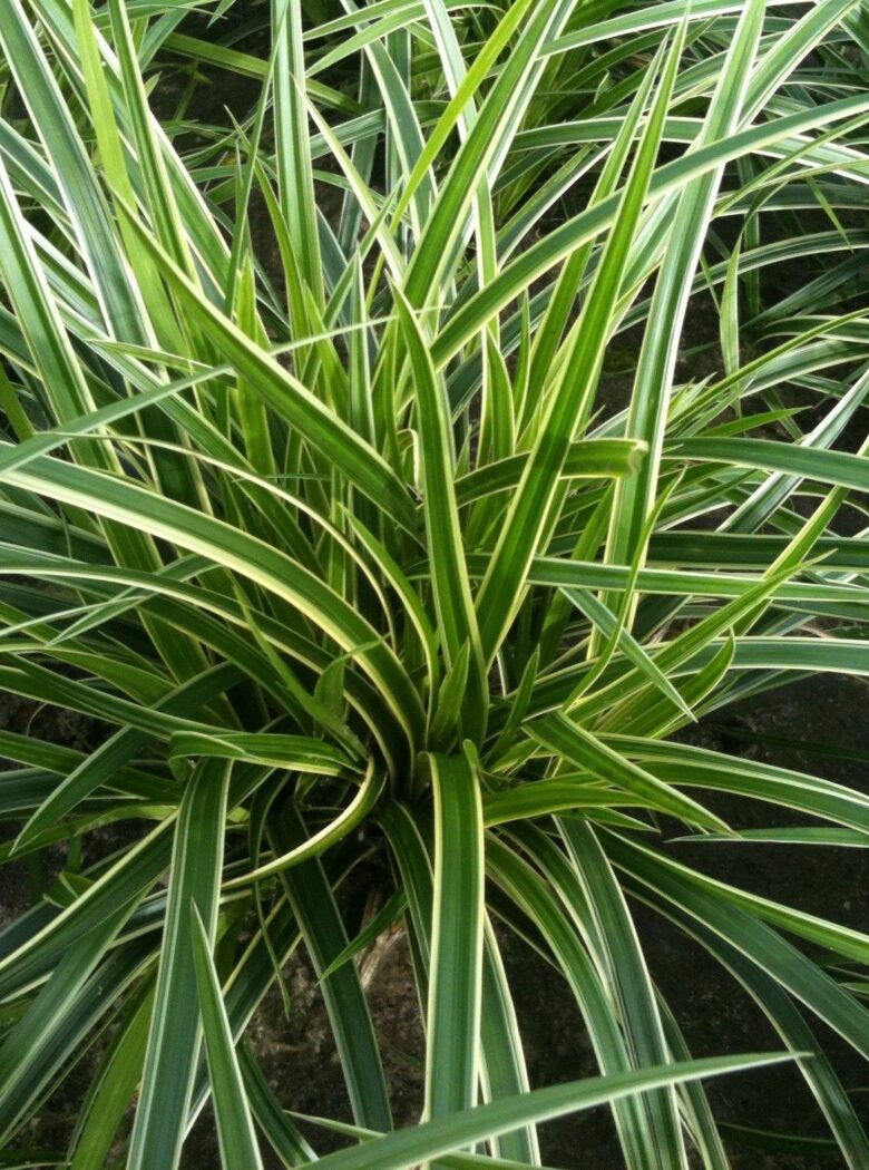 Carex morrowii ‘Ice Dance’