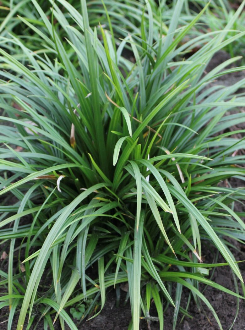 Carex morrowii ‘Irish Green’