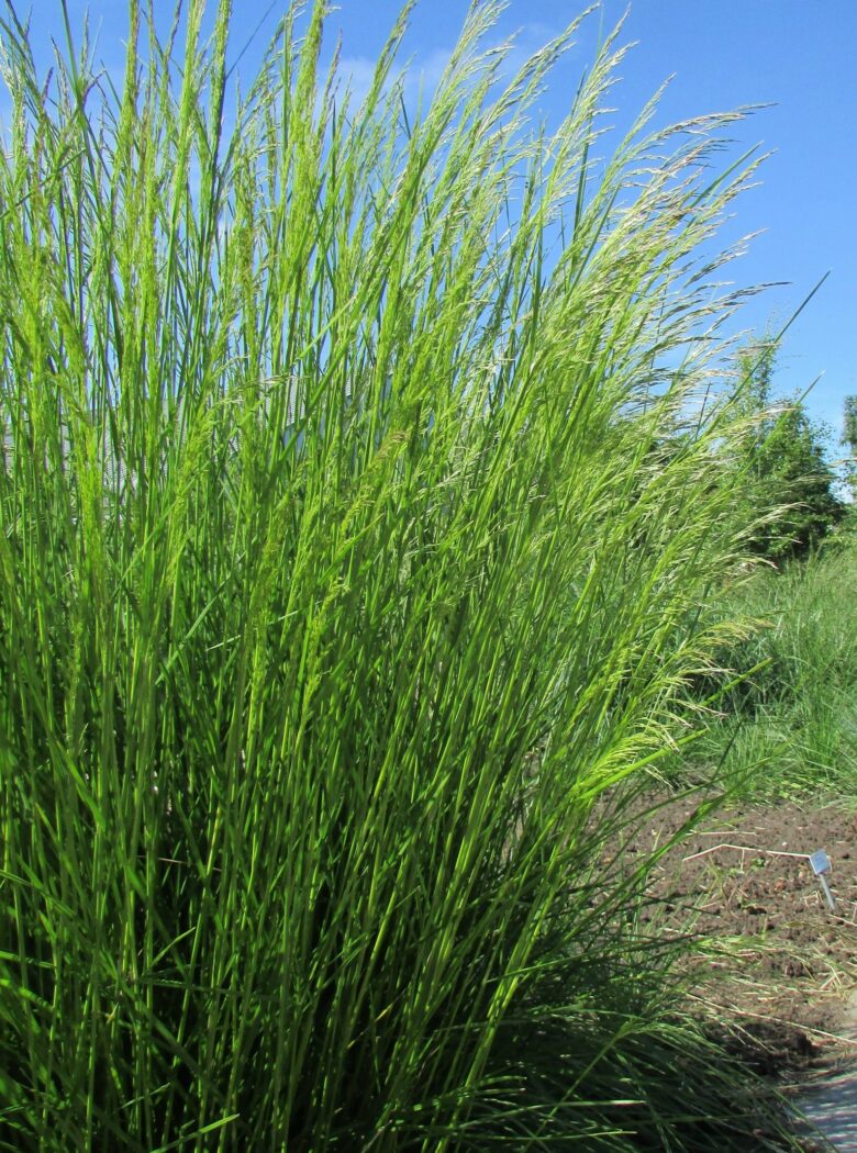 Deschampsia cespitosa ‘Goldtau’