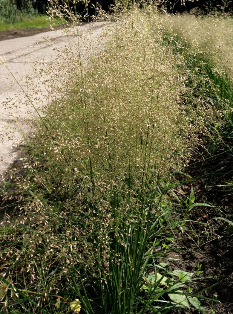 Deschampsia cespitosa ‘Tardiflora’
