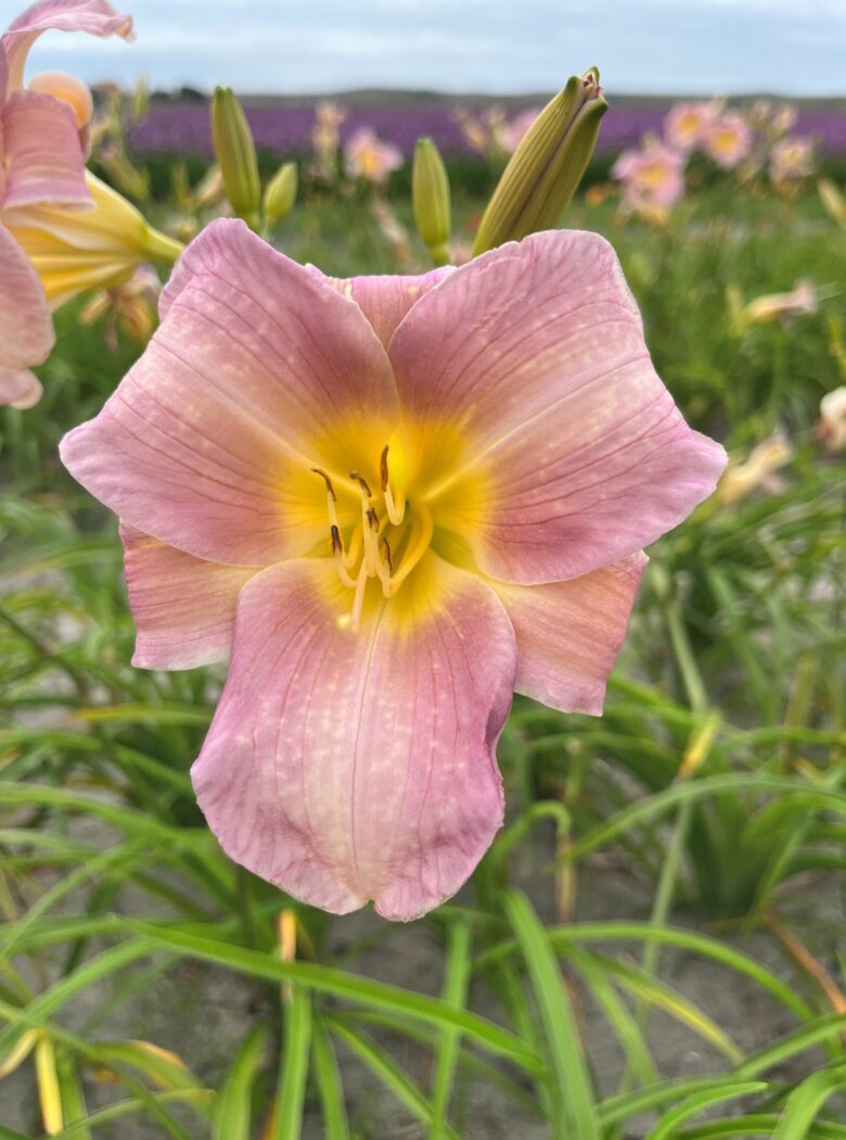 Hemerocallis ‘Catherine Woodbury’