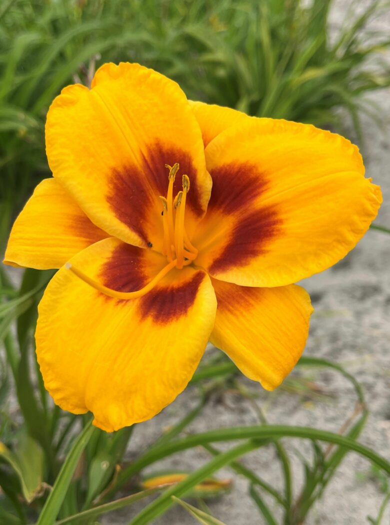 Hemerocallis ‘Fooled Me’