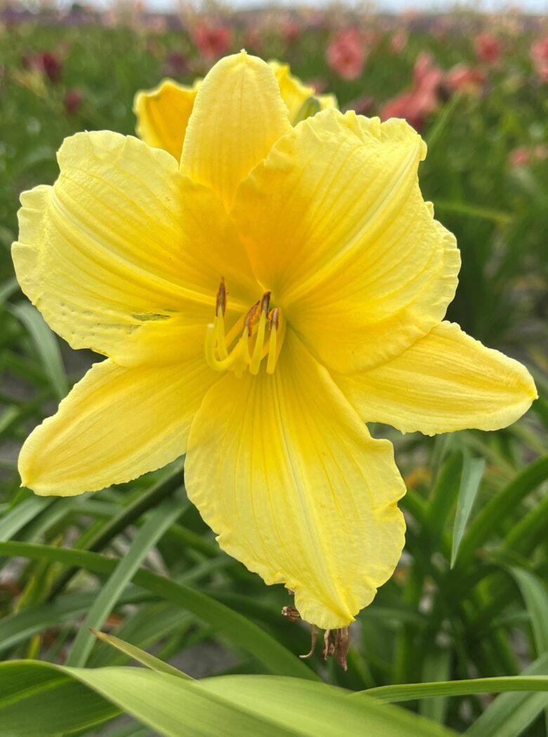 Hemerocallis Happy Returns