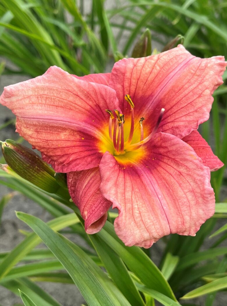 Hemerocallis Rosy Returns