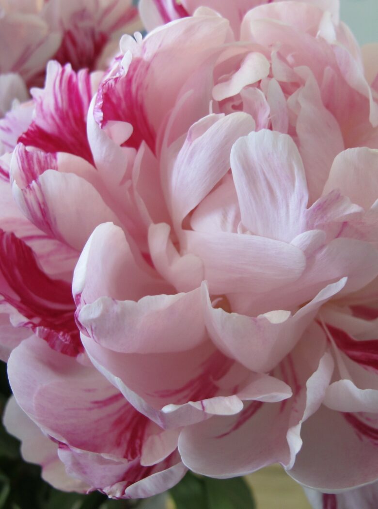 Paeonia Candy Stripe