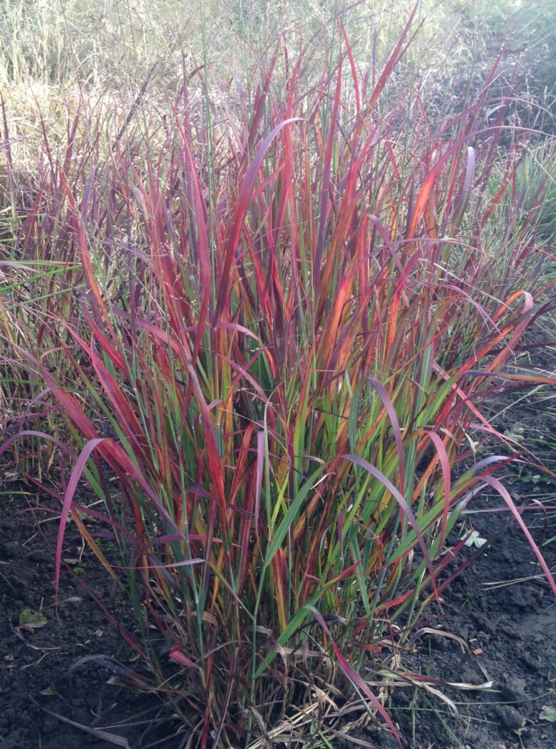 Panicum virgatum ‘Sphinx’