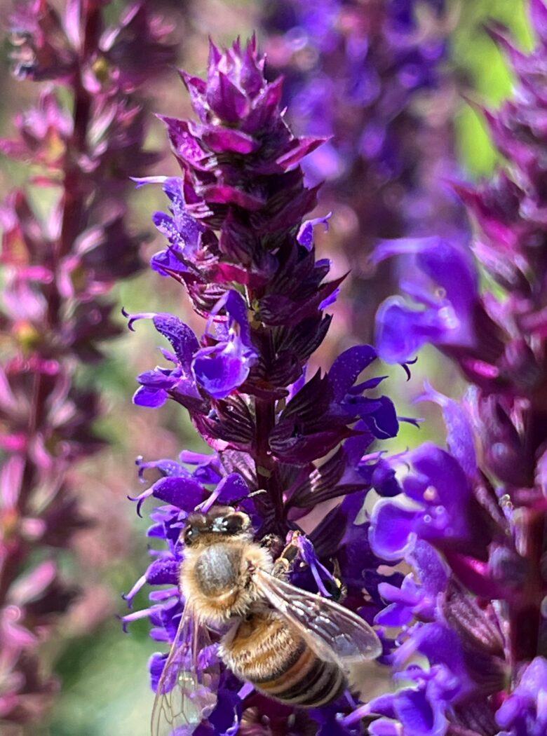 Salvia numerosa ‘Caradonna’