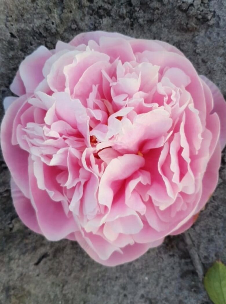 Paeonia Blushing Fantasy