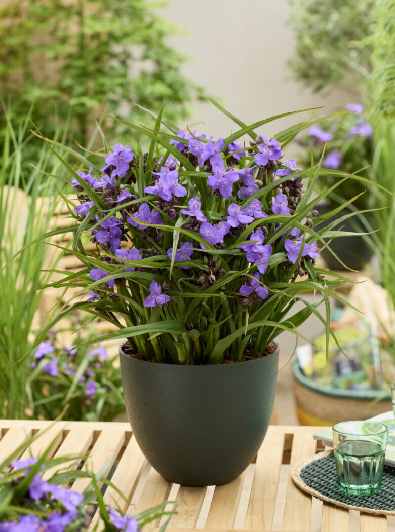 Tradescantia Sweet Sapphire