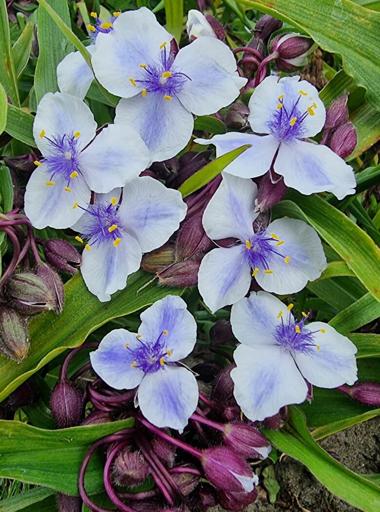 Tradescantia Merlot Clusters