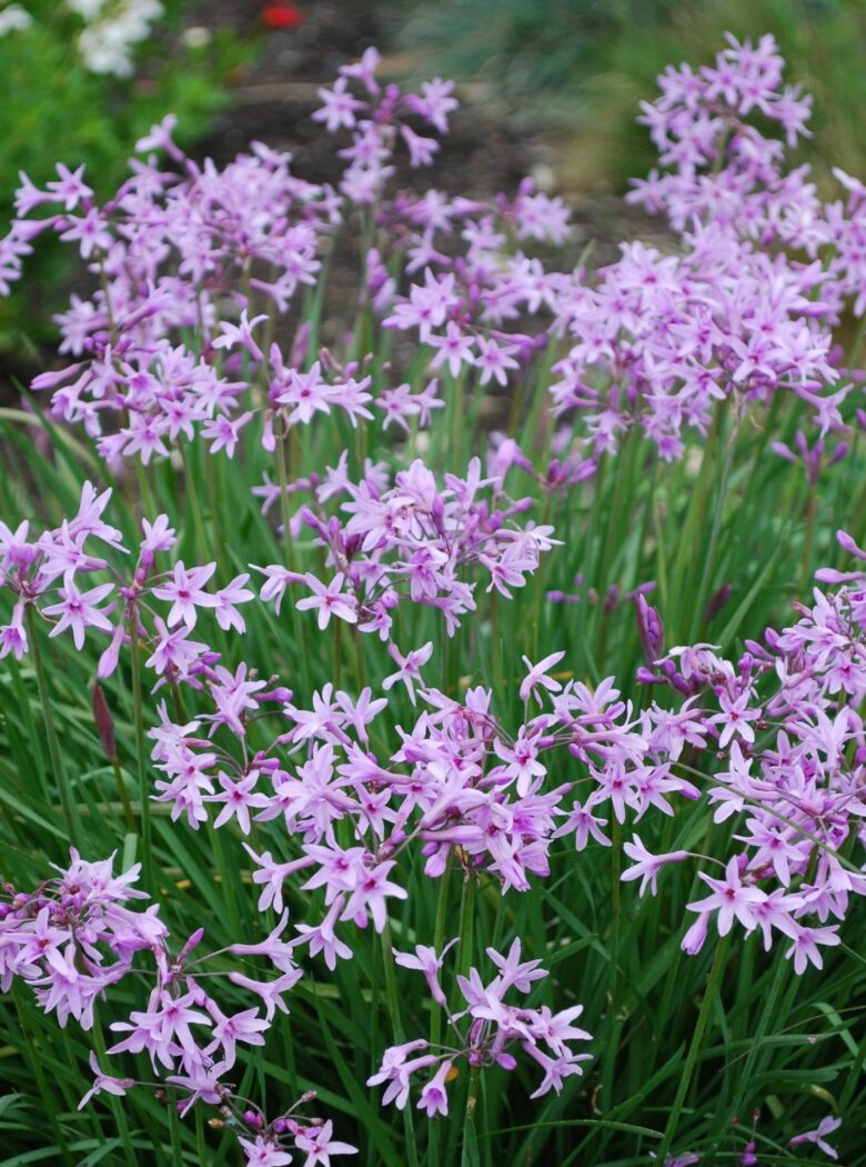 Tulbaghia violacea ‘Dark Star’ ®