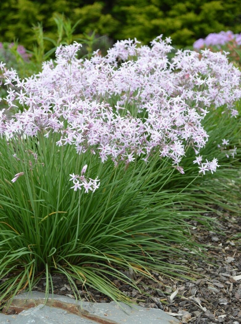 Tulbaghia violacea Fairy Star