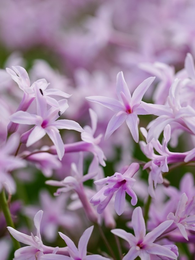 Tulbaghia violacea ‘Starburst’ ®