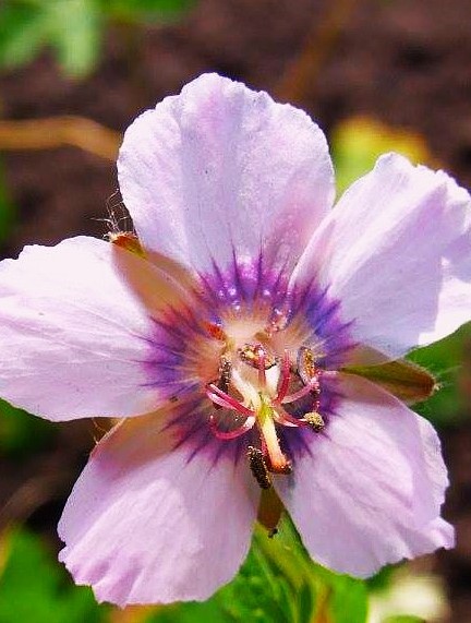 Geranium phaeum ‘Wendy’s Blush’