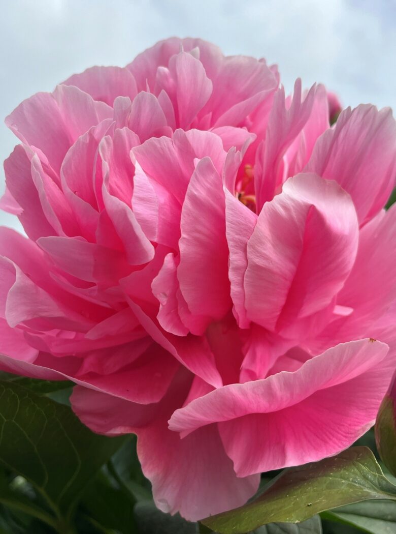 Paeonia Sorbonne